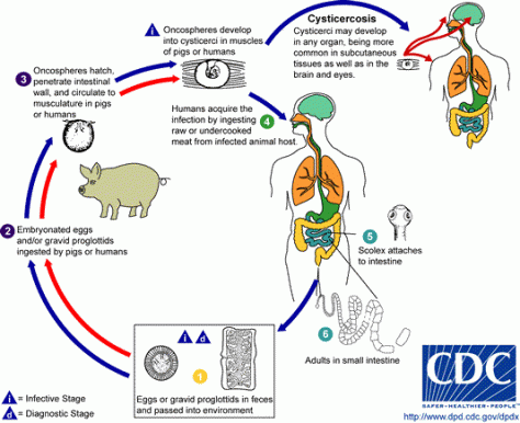 Cysticercosis_LifeCycle